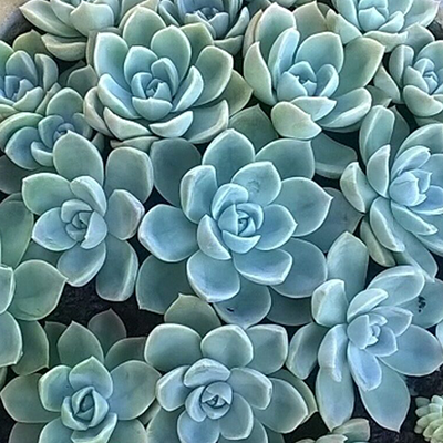 Echeveria elegans