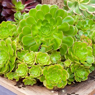 Aeonium