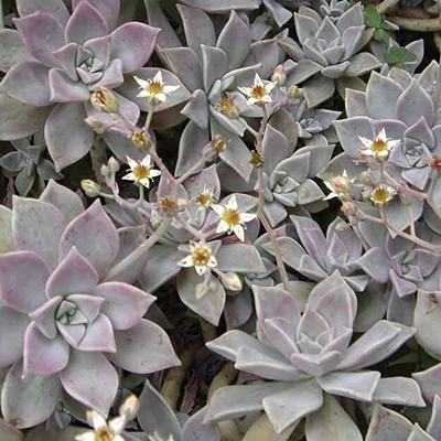 Graptopetalum