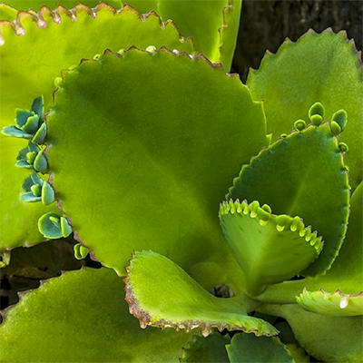 kalanchoe