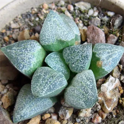 Haworthia