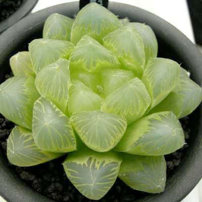 Haworthia cooperi